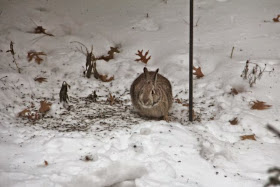 cottontail under bird feeder