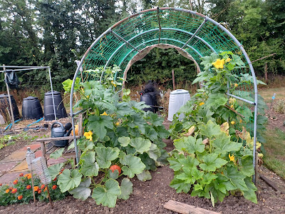 Squash Tunnel on Hungerford allotment