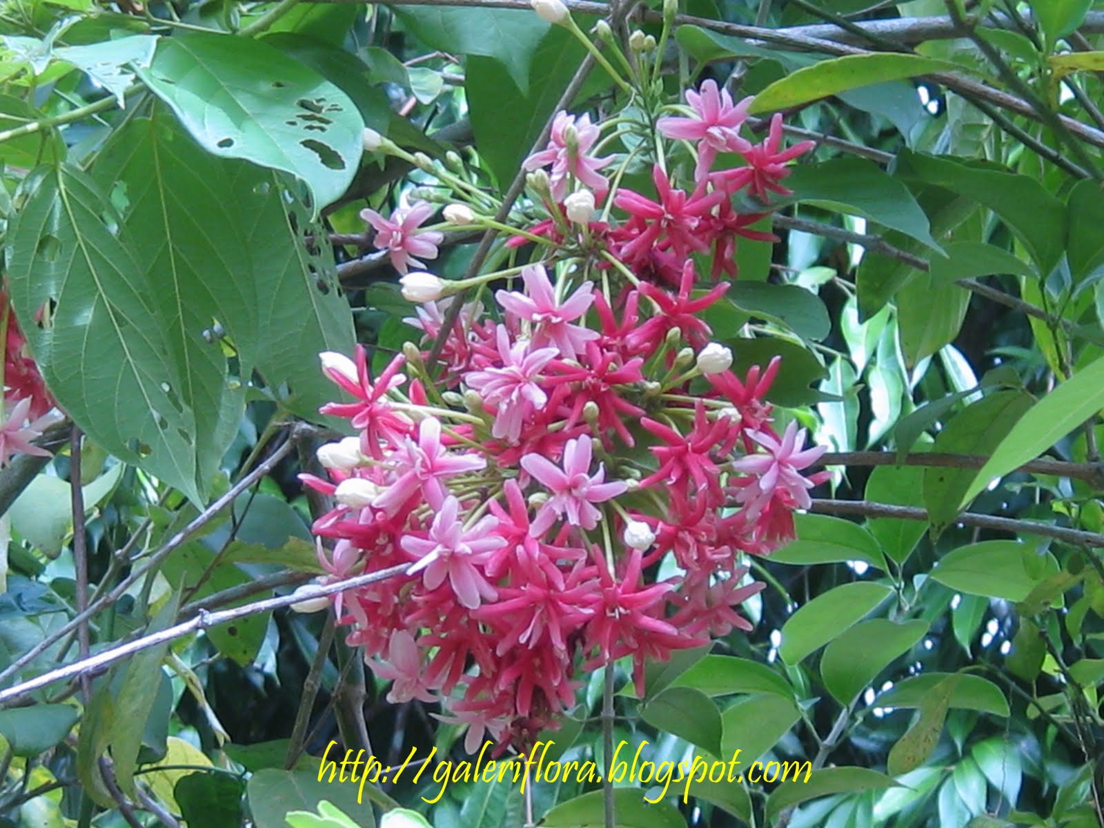 Galeri flora Pokok bunga  berbau wangi scented flowers 