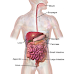 Digestive System convert food into energy and basic nutrients to feed the entire body