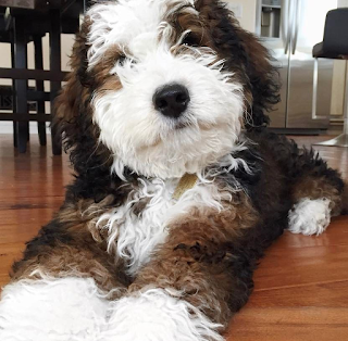 Giant Sheepadoodle Weight