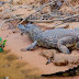 Safári fotográfico no Pantanal é passeio imperdível perto de Cuiabá