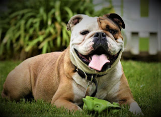 English Bulldog History  http://www.onl.st/sunil-saleem/  Dog breed bulldog - is a regular participant in cartoons, movies, TV shows. These animals can be seen on a variety of promotional materials, on the emblems of sports teams - thanks to their colorful appearance and specific history, bulldogs are today one of the most recognizable dogs.  The first mention of this breed dates back to 1500 - in those days and later, the Bulldogs were widely used in a bloody entertainment called bull-baiting dogs. Now we think it's wild, but in those distant years, and up to the 19th century, many thought that it makes bull meat more tender.  These unsubstantiated perceptions were extremely common, to the point that there was even a law in some areas of the UK that obliged butchers to poison bulldogs before slaughter. Based on the logic that this supposedly "thins the blood" - complete heresy, of course. The truth is that the Bulldogs extremely effectively fought with the bulls, grabbing them by the neck and snacking on the artery.  At first, the bull fiercely resisted, but gradually the forces left him. However, if the dog did not have time to dodge the mighty horns, it was waiting for imminent death. Bulldogs poisoned not only bulls but also large predators, such as bears, which were also very popular with spectators. Here you need to stipulate that the bulldog of the 17th century, and the bulldog of the 21st century - it's dogs different, both in size and temperament.  This was made possible by the efforts of 19th-century breeders who decided to remake the breed. Especially since the authorities banned bloody entertainment. For this purpose, only obedient and docile dogs were selected, with a minimum amount of aggression. The first dog show, which was attended by an updated bulldog, took place in 1861. And in 1864, enthusiasts created the first Bulldogs club in England.   Characteristics of the breed popularity                                           10/10  training                                                01/10  size                                                        05/10  mind                                                     01/10  protection                                          02/10  Relationships with children         10/10  dexterity                                            01/10     Breed information country  England  lifetime  8-12 years old  height  Males: 31-40 cm Bitches: 31-40 cm  weight  Males: 24-25 kg Suki: 22-23 kg  Longwool  Short  Color  white, golden-chestnut, tiger, red, or their combination  price  500 - 8000 $  Description The modern breed of bulldog is small, squat, prone to fullness. The limbs are short, relief, the torso is large, muscular. The muzzle is flattened, with folds, ears triangular, small, hanging on the sides of the head.  Personality Although the current Bulldogs are very different from those of 300 years ago, they have retained their courage and pride. On the other hand, today they have great friendliness, are very sociable and affectionate with their family. These dogs love to make new friends, meet new people, and other pets.  At first glance, it may seem that they are not very smart when it comes to training, however, it is not quite so. Perhaps sometimes the bulldog learns new knowledge and skills for a long time, but if he has already learned them, it is forever. Sometimes this breed can be somewhat stubborn, but if you take a closer look, it will seem that they do it as if not seriously. So, as if they were doing it for a joke or to play a kind of game with you. If you show a little patience and have a sufficient sense of humor, everything will work out.  The English Bulldog has a loud enough voice, and may well be a watchdog. Although its current size does not allow him to compete on par with an adult, he will be able to raise the alarm for the whole district and will certainly try to stop the intruder. The bulldog can be quite lazy and sometimes it is even difficult to move during a walk. Although to be fair, this is most often different for elderly dogs who are overweight.  This breed cannot be called very active, but sometimes the Bulldogs can be happy to play with you in some games, however, they do not like to run too far and too fast. First of all, they like the presence of a person - perhaps they will enjoy your society more than the process of the game. The bulldog dog has several negative features related to the structure of the skull - snoring and loud snot. They are also prone to flatulence.  Teaching The bulldog dog is normally in the training process, and usually, there are no problems with it. However, you will most likely have to face innate laziness and stubbornness. There is no panacea or remedy for all cases. Only patience, kindness, and a sense of humor will help you. And also, of course, a tasty treat as a reward, as the Bulldogs love to eat.  Usually, these dogs are trained in basic commands, because the more commands they have learned, the more difficult it is for them to assimilate new ones. Moreover, the Bulldogs in general quite slowly fix the past material. In everyday life, it will hardly bother you. In the life of every dog, there is a period when the owner needs to clearly put himself in the role of leader. The Bulldog is no exception. Due to the natural friendliness and open nature, of these animals, you can always find common ground without resorting to emergency measures.  Care The breed of bulldog dog has short hair and needs to be combed once a week. Always watch the clean eyes and eyes of your pet, as well as time to cut the claws - it does about 3 times a month. You need to bathe the dog once or twice a week. Also, don't forget that the bulldog has a lot of folds that need to be wiped from time to time with a wet napkin with a suitable pH that does not dry the skin. So you will eliminate harmful bacteria and prevent different irritations from developing.  Also, keep in mind that the English bulldog is very sensitive to overheating and cold - do not let the dog stay in the sun for a long time and overheat, and in winter for a walk put on a jumpsuit. Another problem is overeating and obesity. Keep an eye on your diet so that your pet does not turn into a nightstand.  Common Diseases Bulldogs have an unusual skull structure, which makes them prone to various respiratory diseases. In addition, some individuals may have their nostrils jammed, and normal breathing may even require surgery. Also, the non-standard shape of the head sometimes causes problems in childbirth, when puppies have to be removed by cesarean section.  Here is a list of diseases (not counting the aforementioned complications) to which this breed is prone:  Cherry Eye; Dry eye; Entropion; Inverted or reverse sneezing; brachycephalic syndrome; shaking the head - nervous shaking of the head; demodicosis; Generalized demodicosis is a genetic disease; hip dysplasia - hereditary disease; tail problems - some bulldogs have swirling tails or other types of "hard" tails from birth that can cause skin problems. You have to keep your bulldog's tail clean and dry to prevent infection;          dislocated the hamstring.