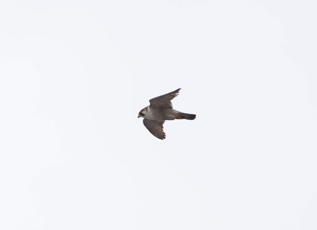 Barbary Falcon - Charco Verde, Tenerife