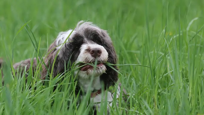 Why Do Dogs Eat Grass? A Comprehensive Guide