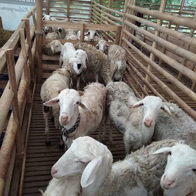 ternak kambing jawa tanpa ngarit