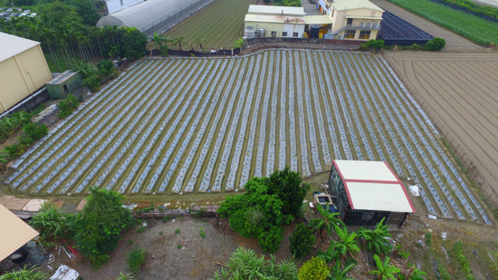 外觀像農地的建地，出租給鄰居種辣椒，一年租金收入僅2萬元。