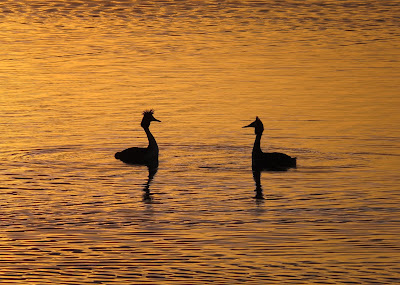 Great Crested Grebes, Grimsbury Reservoir, Oxfordshire