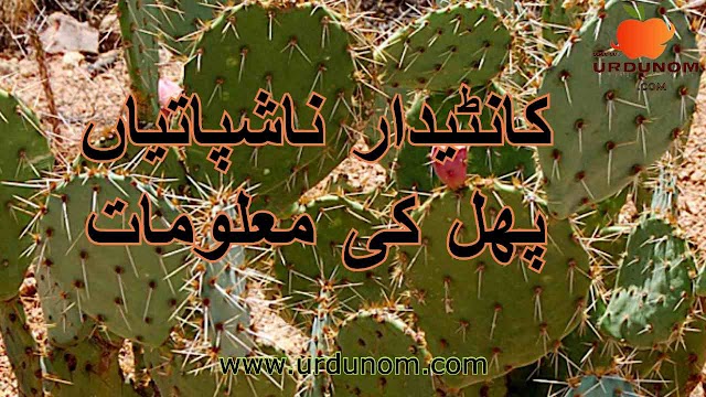 کاںٹیدار ناشپاتیاں پھل کی معلومات | Prickly pear fruit information