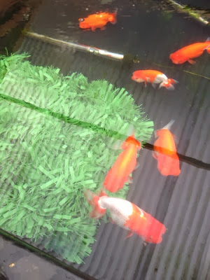 UK Ranchu Goldfish in Outdoor Pond