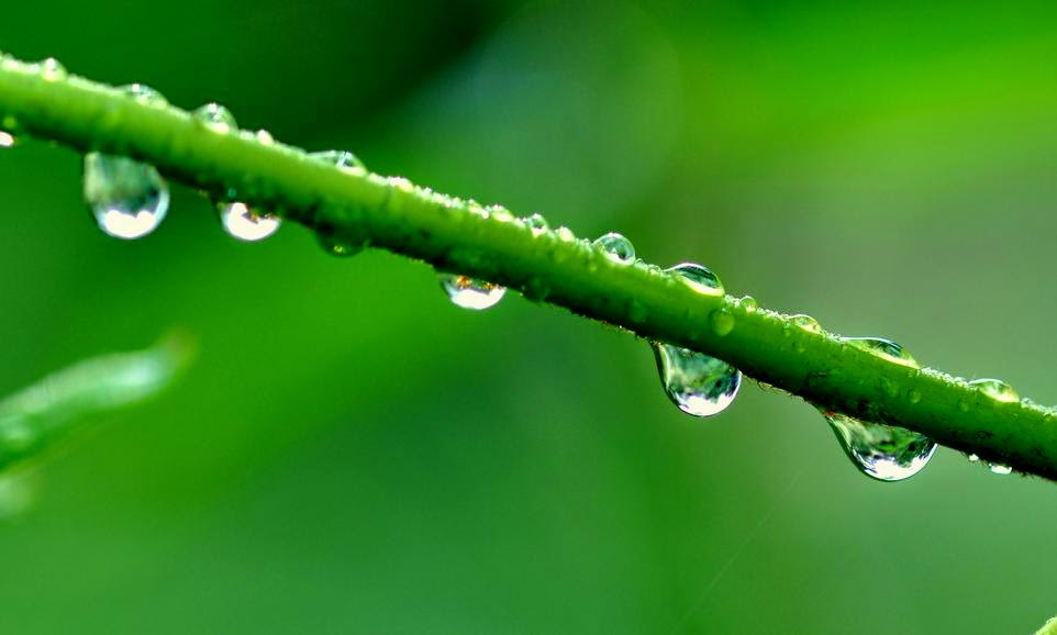 GAMBAR EMBUN  PAGI  PUISI  CINTA  Embun  Pagi  di Daun Mutiara  