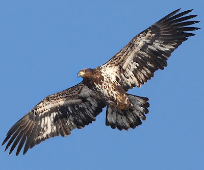 immature golden eagle pictures. Friday: Immature eagle