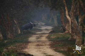 Wild Water Buffalo from Kaziranga National Park, Assam, India