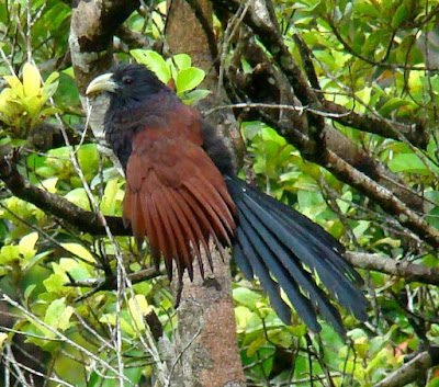 Green billed Coucal