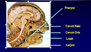 anatomi-saluran-nafas