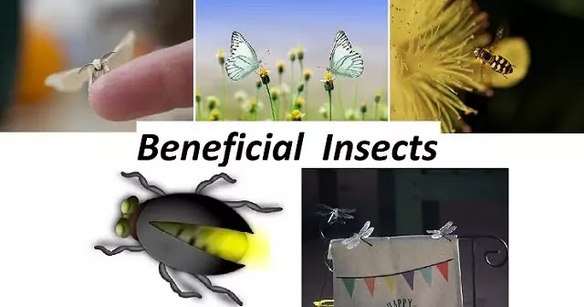 लाभदायक कीट कौन से होते हैं?: नाम तथा उनका प्रबंधन(Beneficial Insects)|hindi