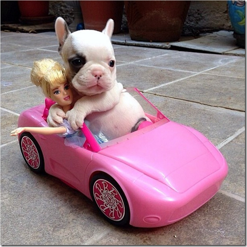 Baby French Bulldog