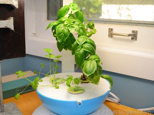 Aerogarden update #12
