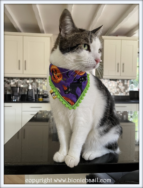 The BBHQ Midweek News Round-Up ©BionicBasil® Melvyn Modelling The  Pumpkins and Black Cats Bandana