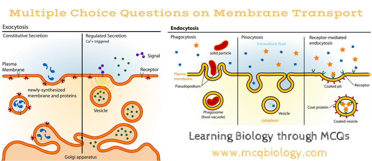 Multiple Choice Questions on Membrane Transport MCQ ~ MCQ ...
