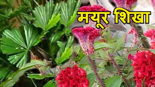 vastu-shastra, मयूर शिखा, मयूर शिखा पौधे के फायदे