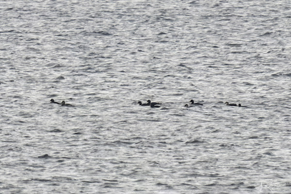 Common scoter