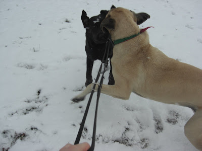 Picture of Liberty jumping around in the snow while playing with Rudy (in each picture - Rudy is on leash; which did make it hard for Liberty to play with him - but they managed!)