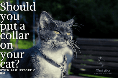 Should you put a collar on your cat?