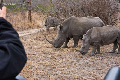 kruger national park africa rhinos