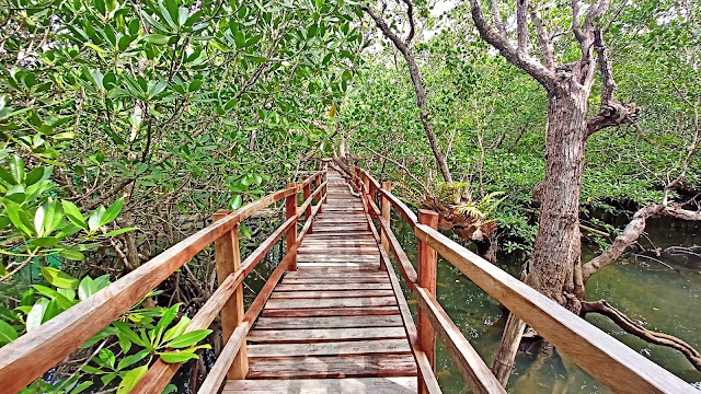 Best mangrove forests in the Philippines
