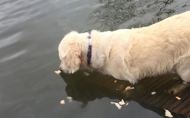 Ο πιο έξυπνος σκύλος! Χρησιμοποιεί δόλωμα και ψαρεύει! (ΒΙΝΤΕΟ)