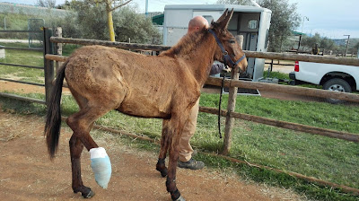 Rescatan a un mulo de una zanja con tres patas atadas