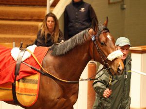 Tattersalls Craven Breeze Up Sale: Un figlio di Elusive Quality venduto per gns760,000, realizza il record europeo..