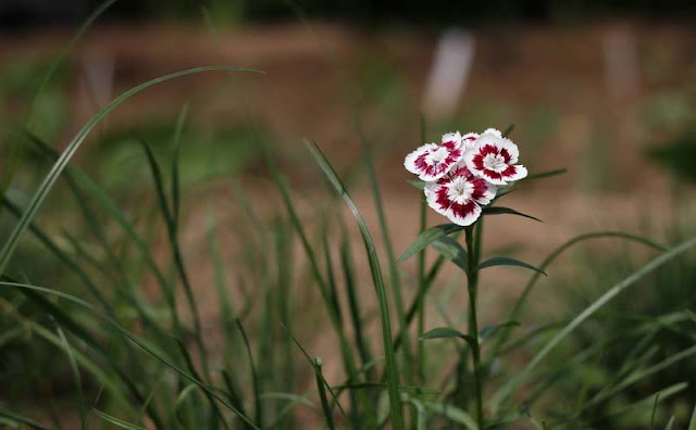 Sweet William Flowers Pictures