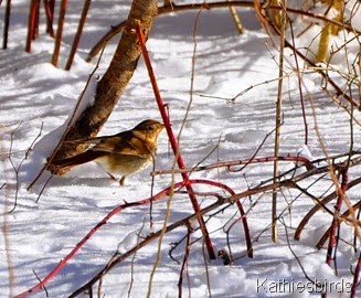 4. good-bye sweet bird-kab