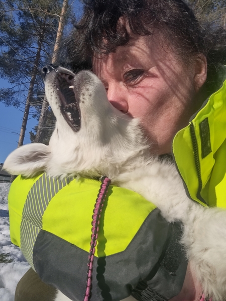 hvit gjeterhund på jobb