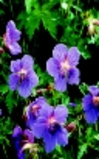 Ta mig pa (Veronica ciliate)