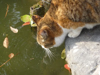 まんまるな猫ちゃんは喉が渇いた！！