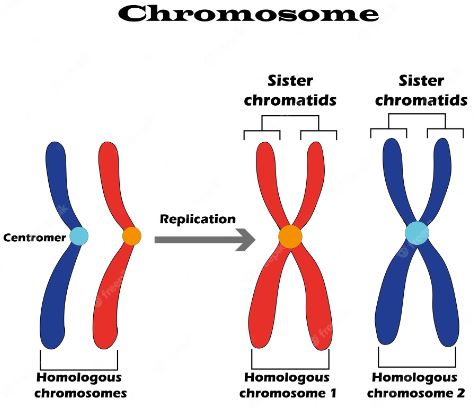 apa yang dimaksud dengan kromosom homolog