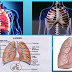 MENGENAL ORGAN PARU - PARU  - Fungsi dan peran Paru-paru serta Anatomi Paru-Paru
