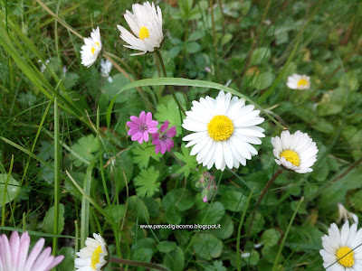 Un prato pieno di margherite e di fiori selvatici in primavera