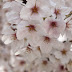 満開の桜は芳しい？：14/3/28