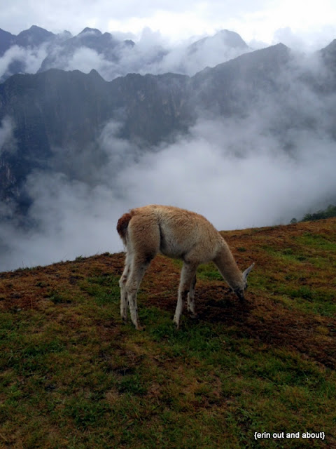 {ErinOutandAbout} The llamas of Machu Picchu