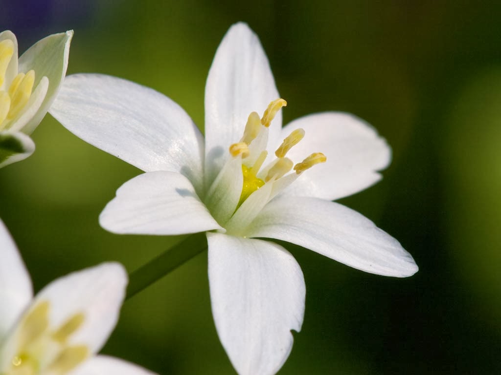 Kumpulan Gambar  Bunga Melati yang Indah dan Cantik Blog Bunga