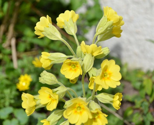 False oxlip - Primula veris x vulgaris