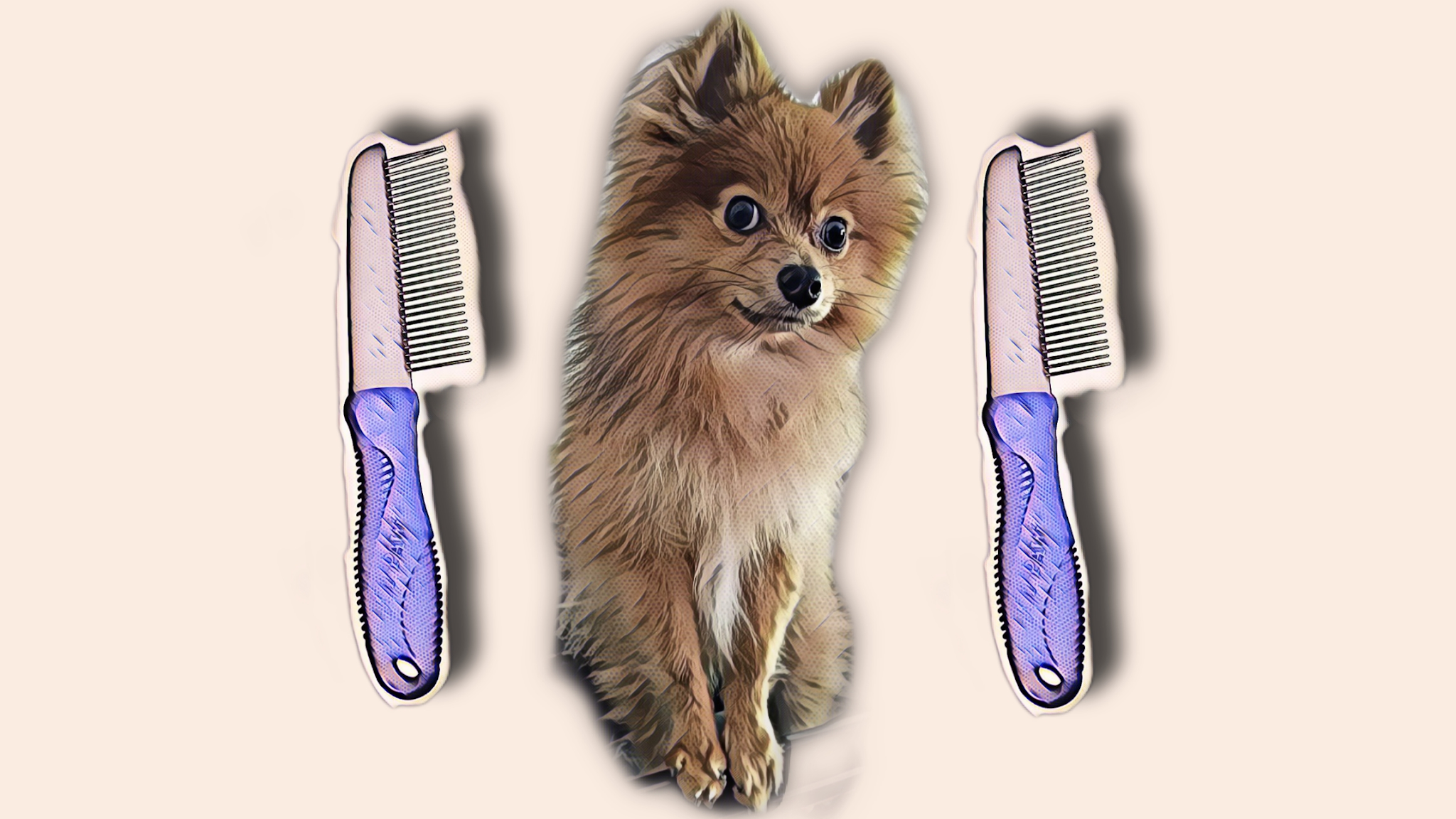 Chewy Dog Pomeranian Puppy Top Metal Comb