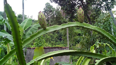 Pohon Buah Naga Berbunga