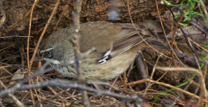 White-browed Scrubwren (Sericornis frontalis)