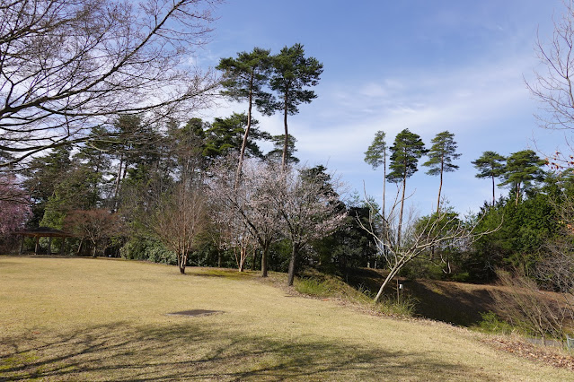 鳥取県西伯郡南部町鶴田 とっとり花回廊 桜の広場