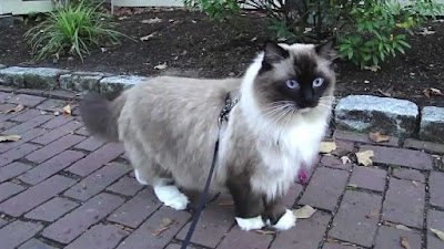 Kucing Ragdoll HD